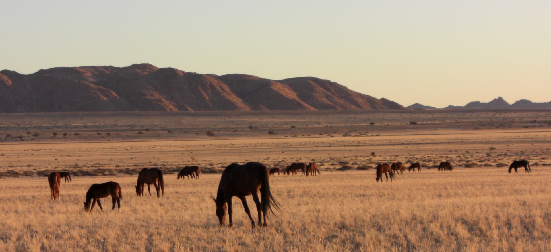 Namib desert feral horses