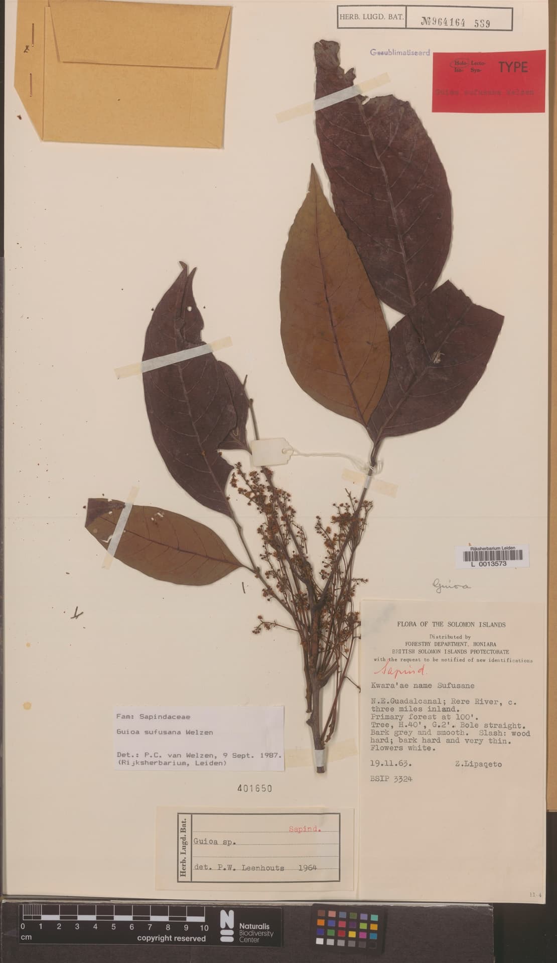 Guioa sufusana Welzen (L 0013573)