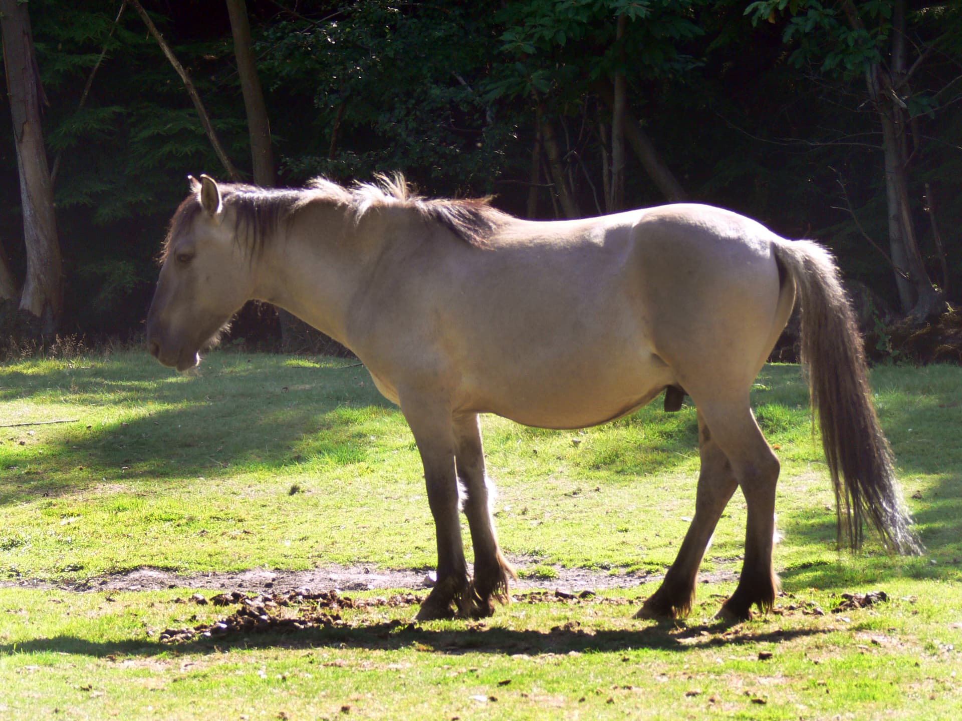 cheval présentant certaines caractéristiques de certains chevaux anciens ou préhistorique