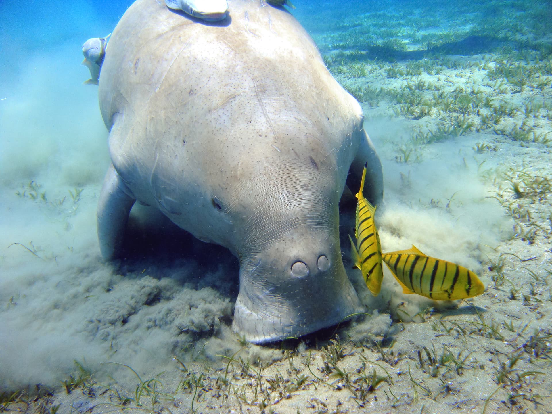 A dugong grazing off Marsa Alam, Egypt