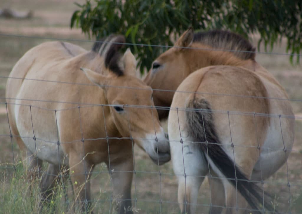 Himilayan wild horses