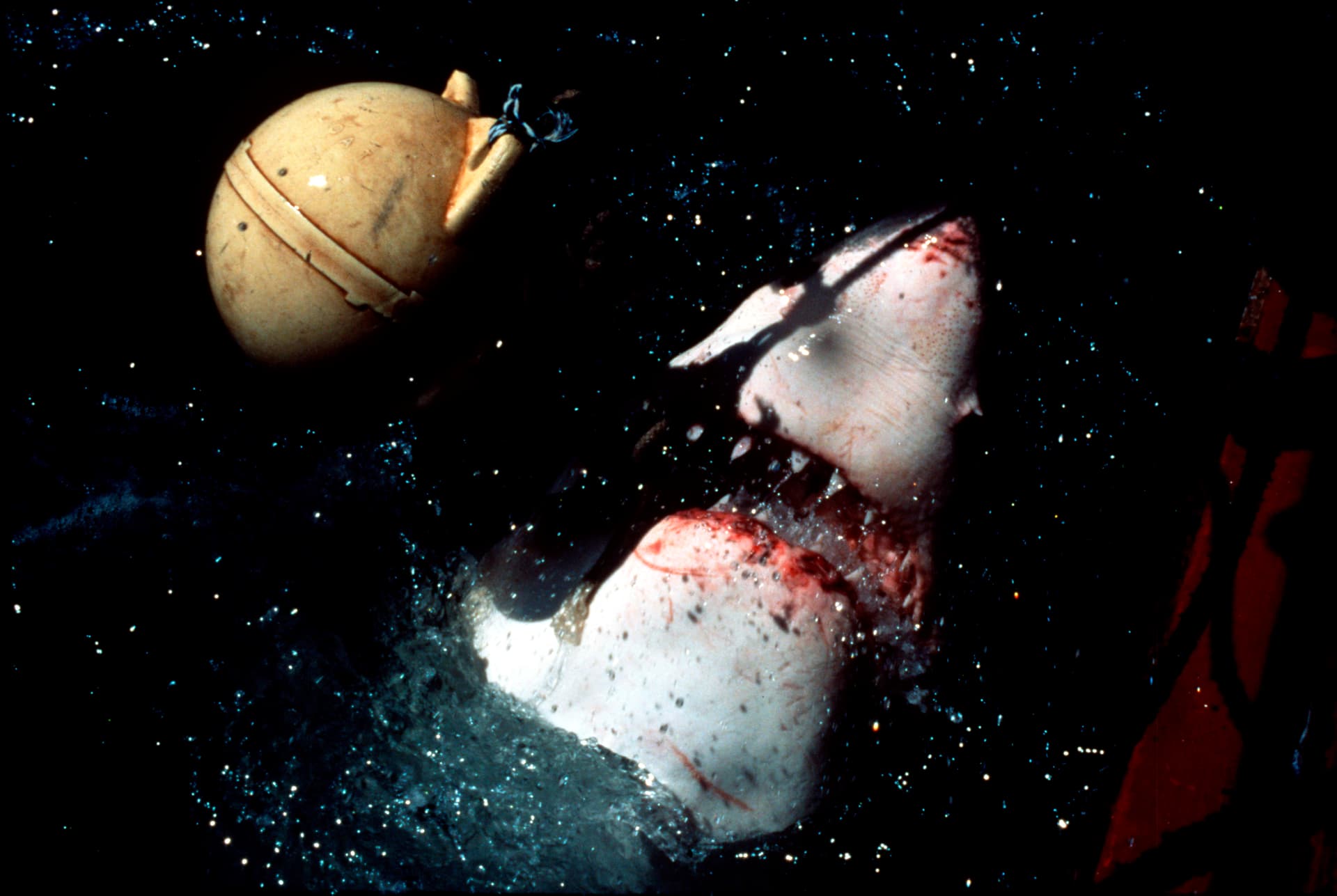 A white shark showing its jaw and teeth