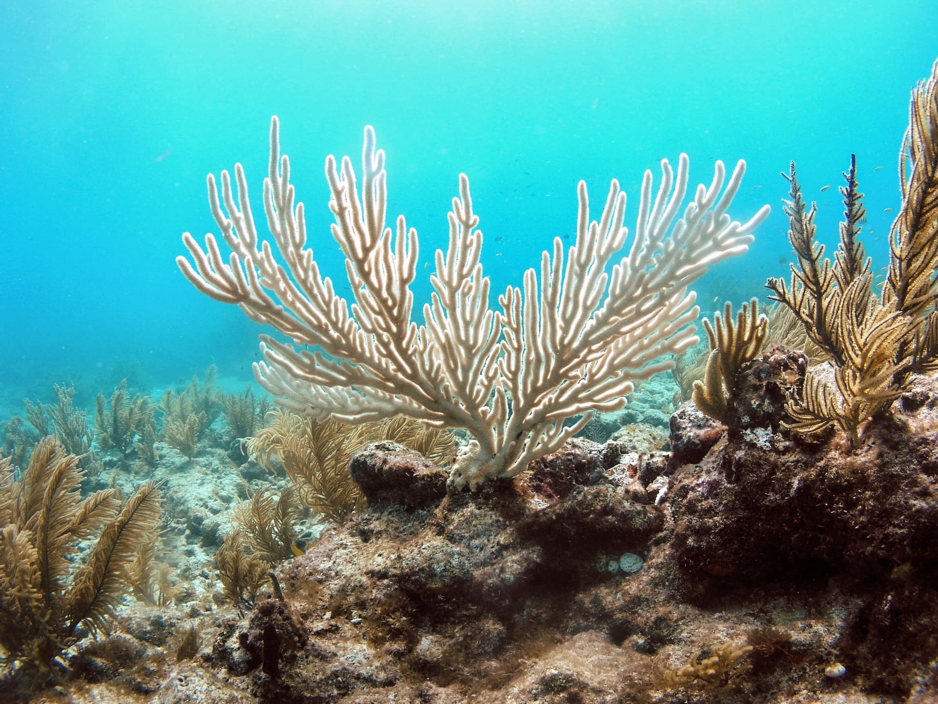A bleached bent sea rod off Islamorada, Florida