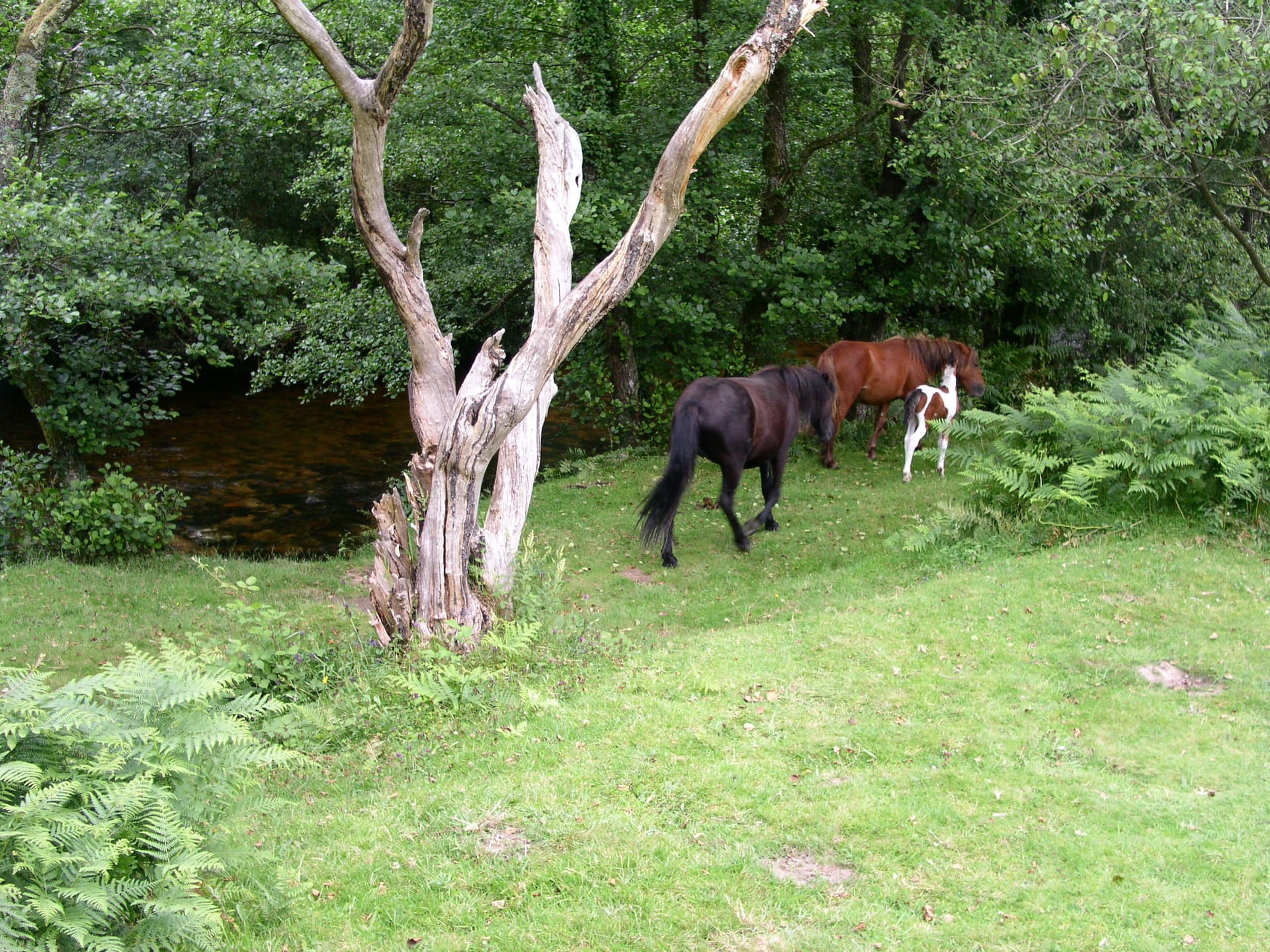 Dartmoor ponies - panoramio