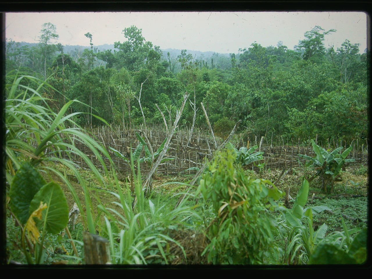 Ritual yam gardens on Malaita