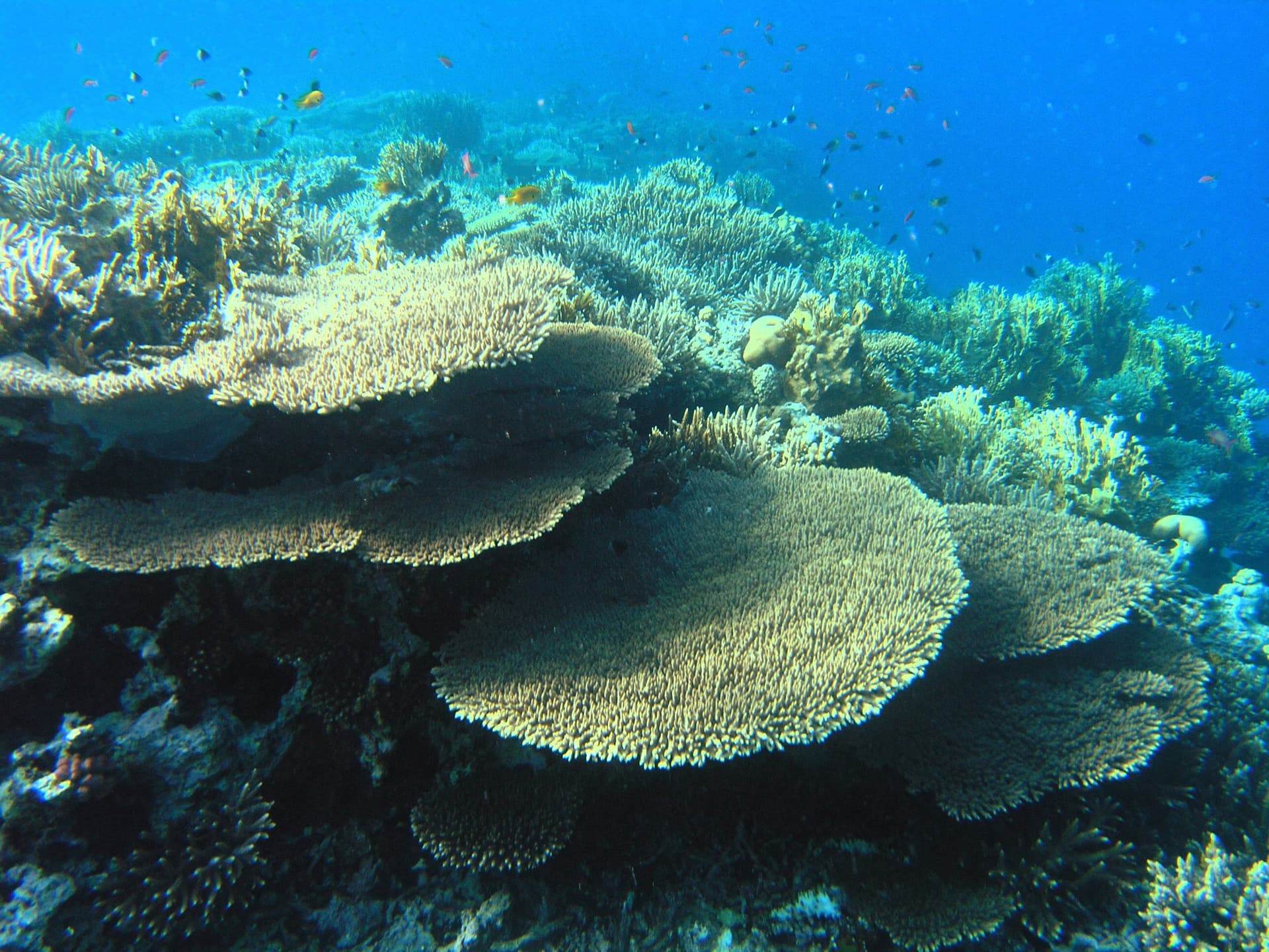 A coral reef in the southern Red Sea