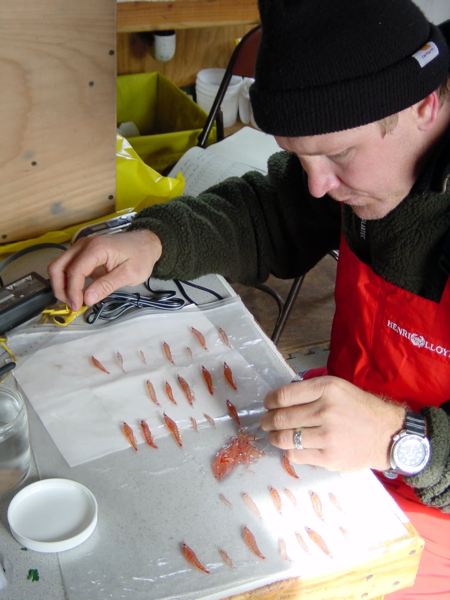 A scientist studying krill on the Antarctic Peninsula