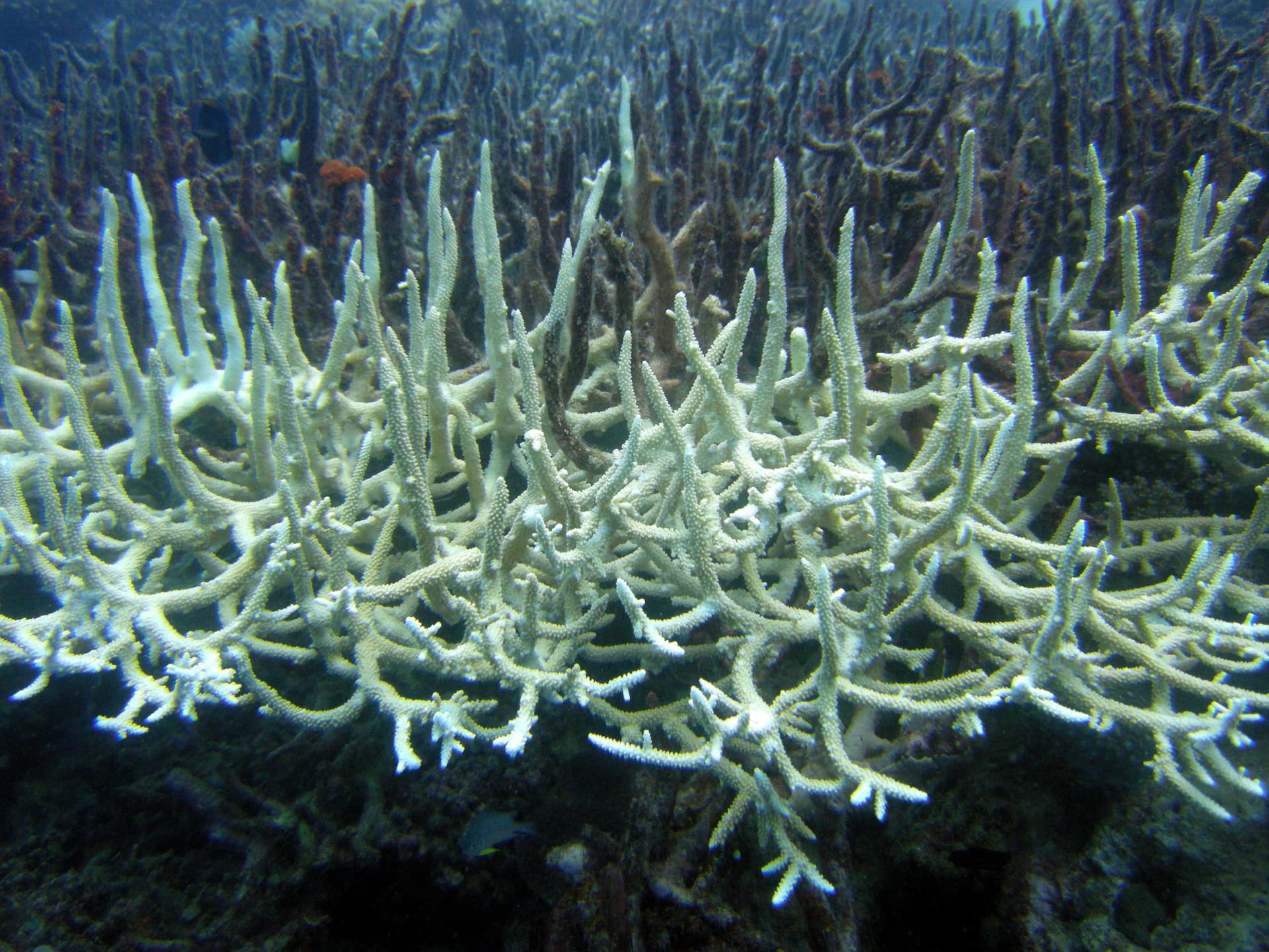 Bleached staghorn coral on the Great Barrier Reef