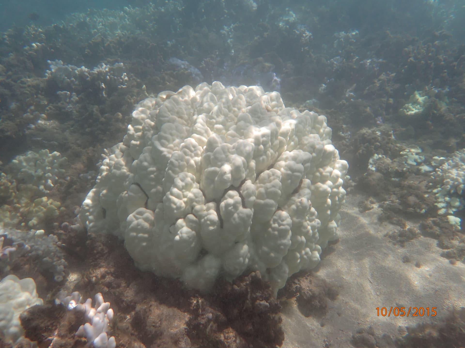 A bleached Porites colony at Olowalu, Maui, 2015