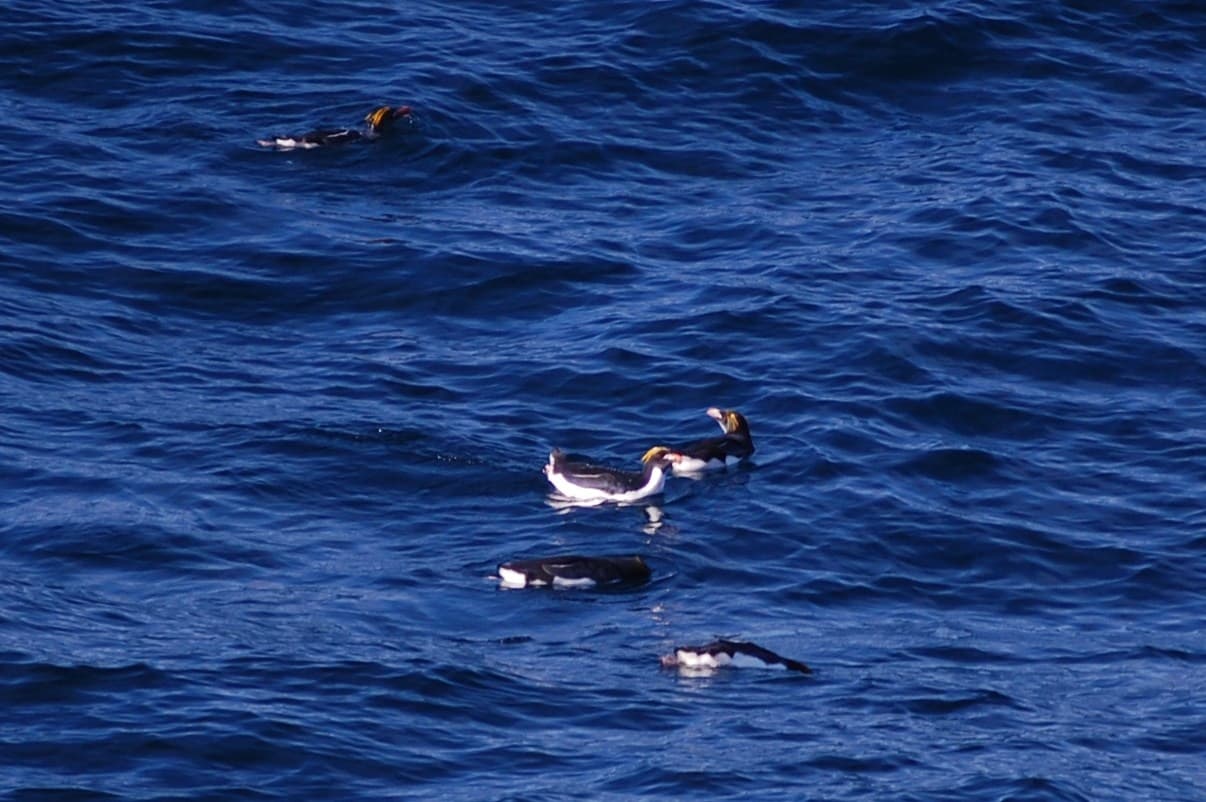 Macaroni penguins in the Southern Ocean
