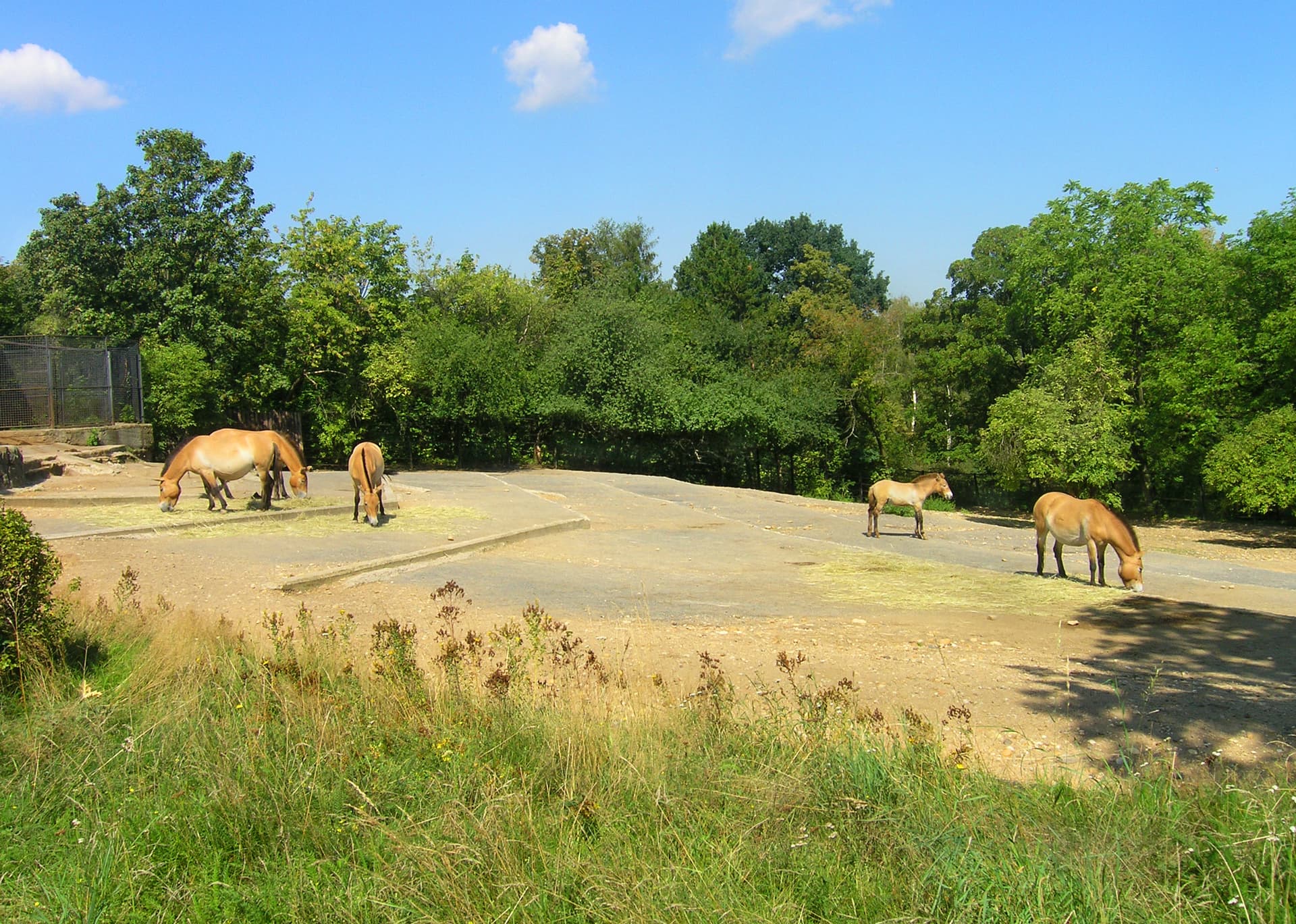 Przewalskis horses exposition, Zoo Prague