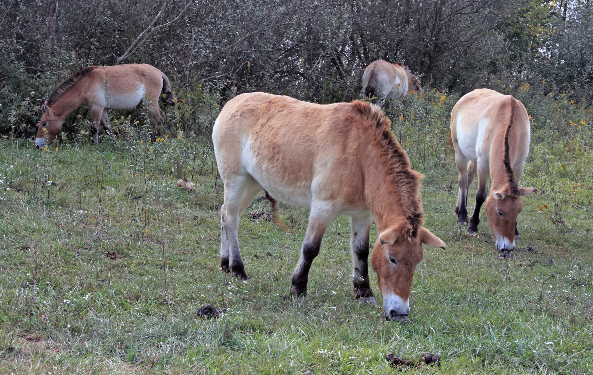 Przewalski's wild horse