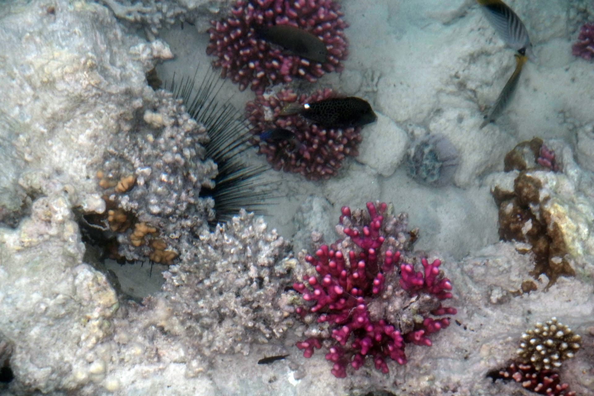 Reef at Hurghada, Egyptian Red Sea