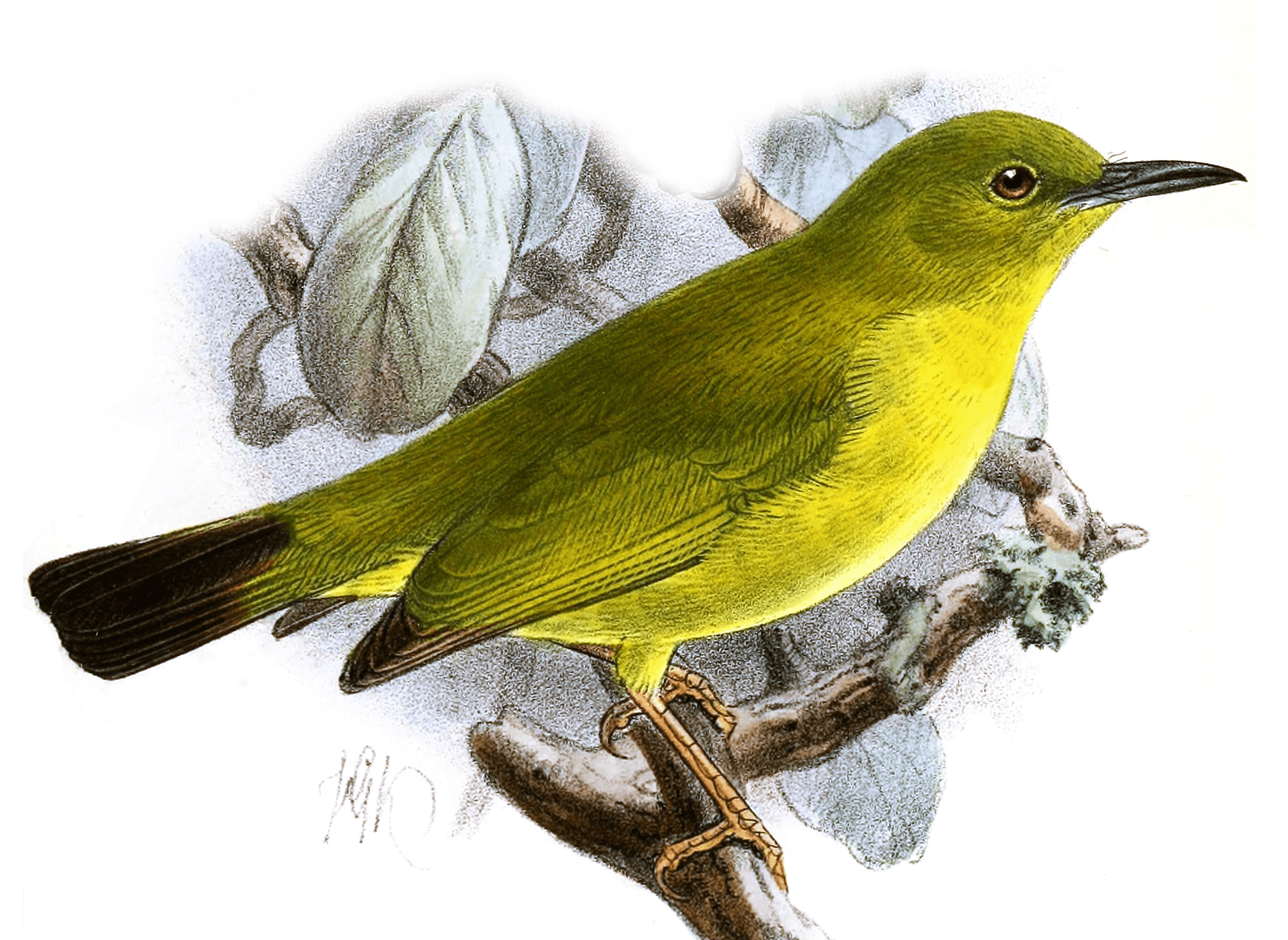 White-eye, ZosteropsRendovaeKeulemans