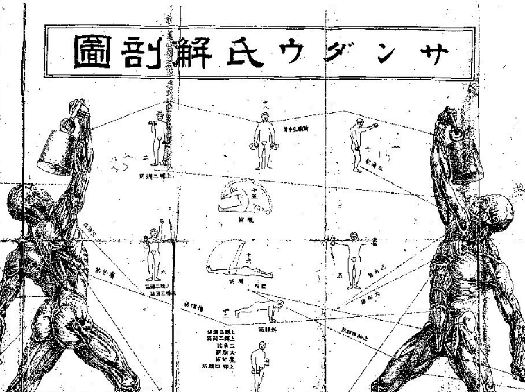 Sandow's anatomical chart