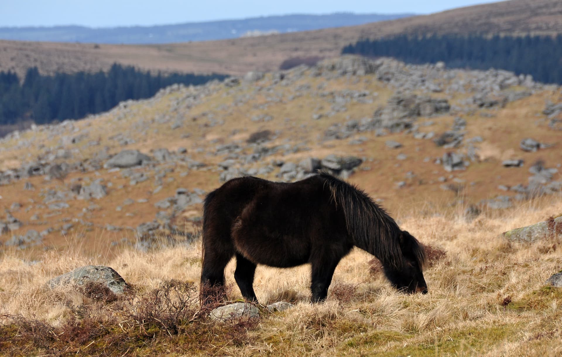 Dartmoor Pony nr Eylesbarrow