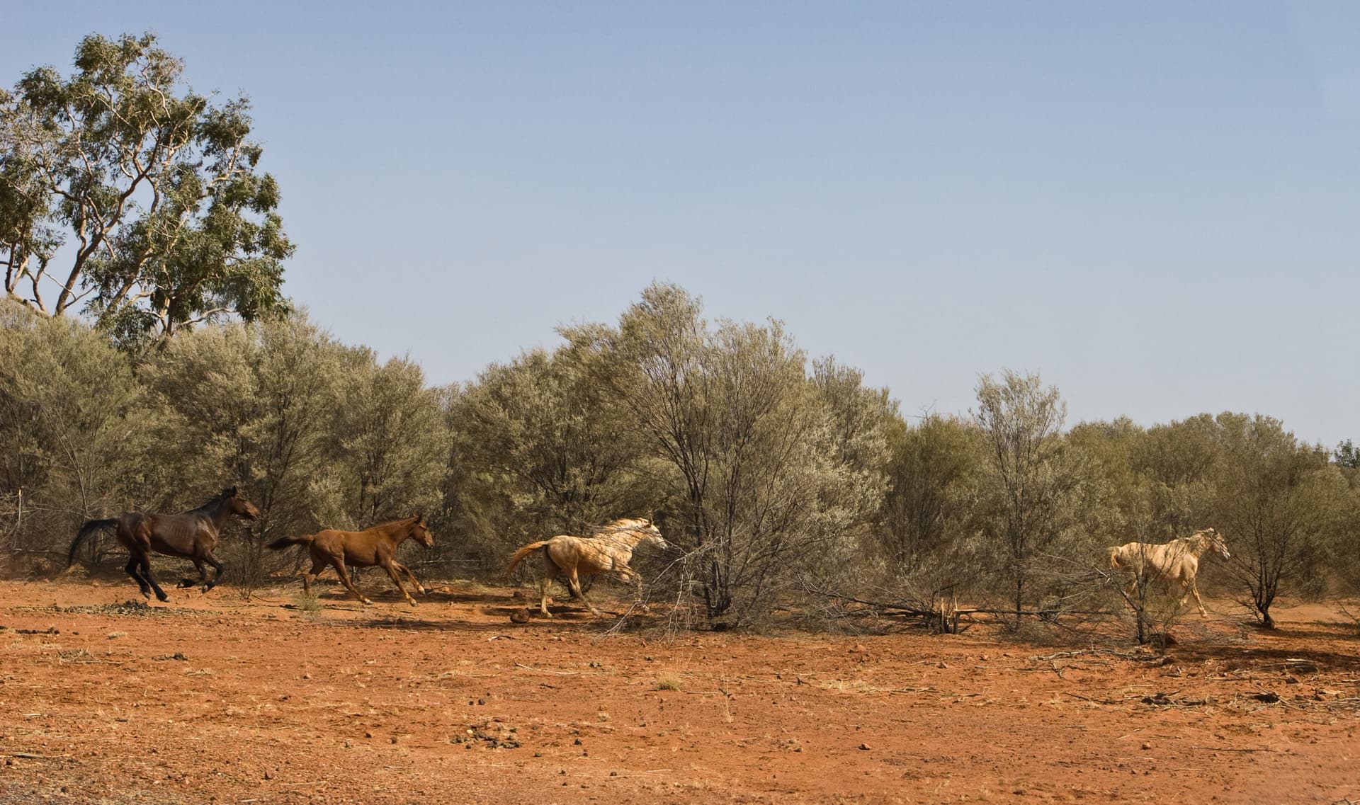 Wild horses are known as brumby in Australia