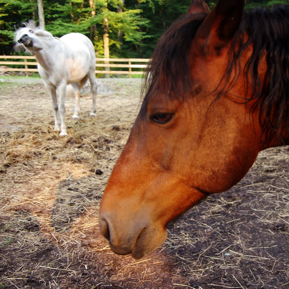 Funny Horse Faces