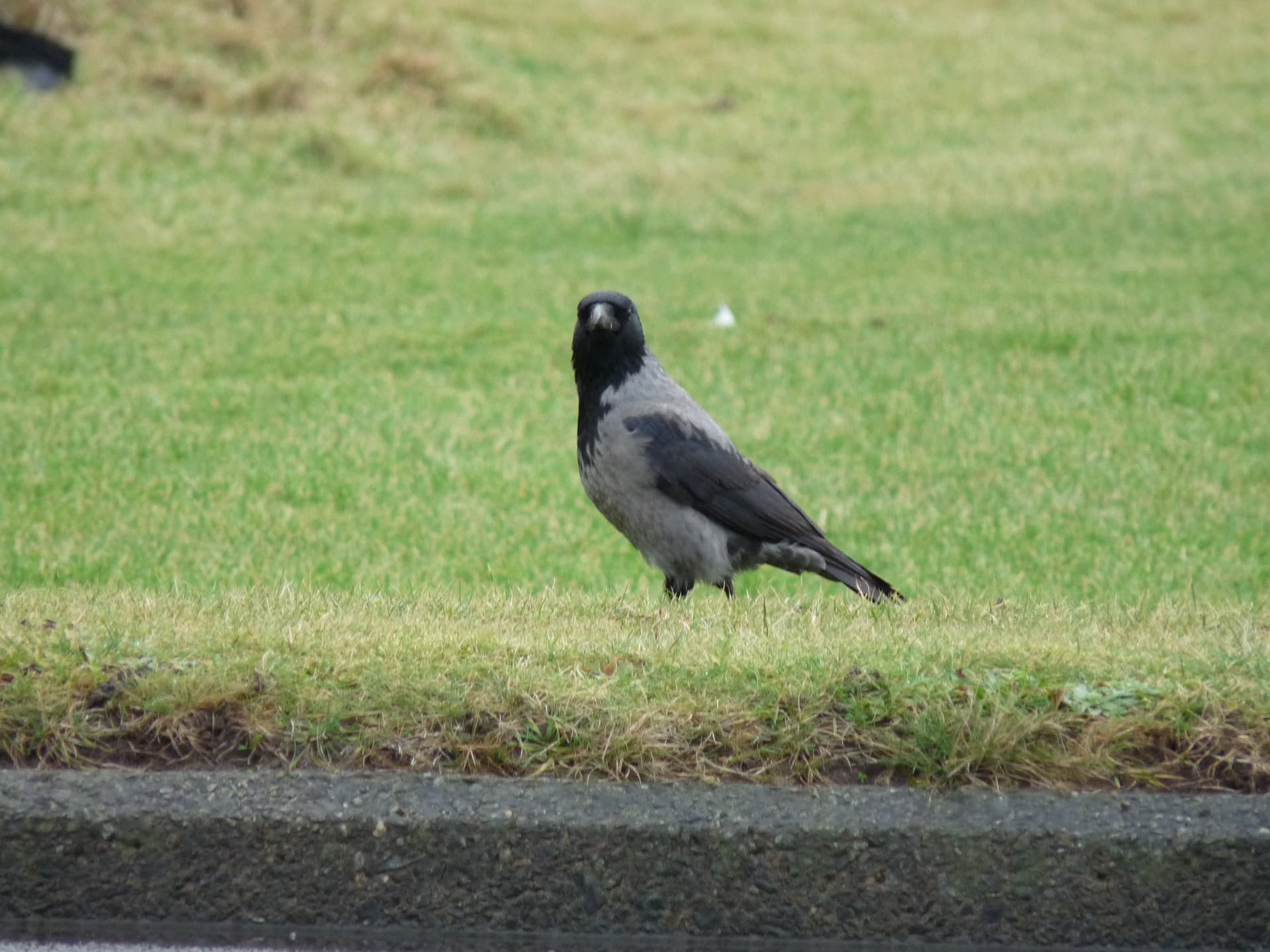 Hooded Crow