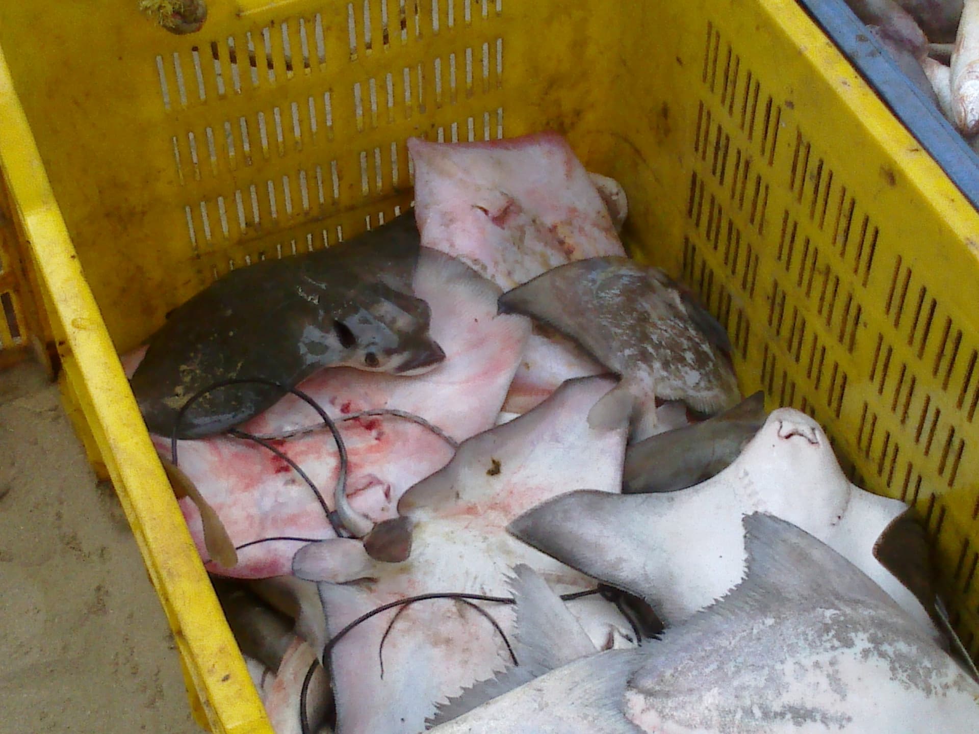 A ray taken as bycatch in an Indian trawl