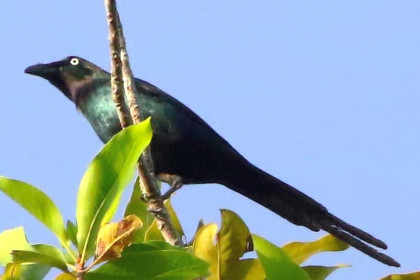 White-eyed Starling from Guadalcanal in the Solomon Islands