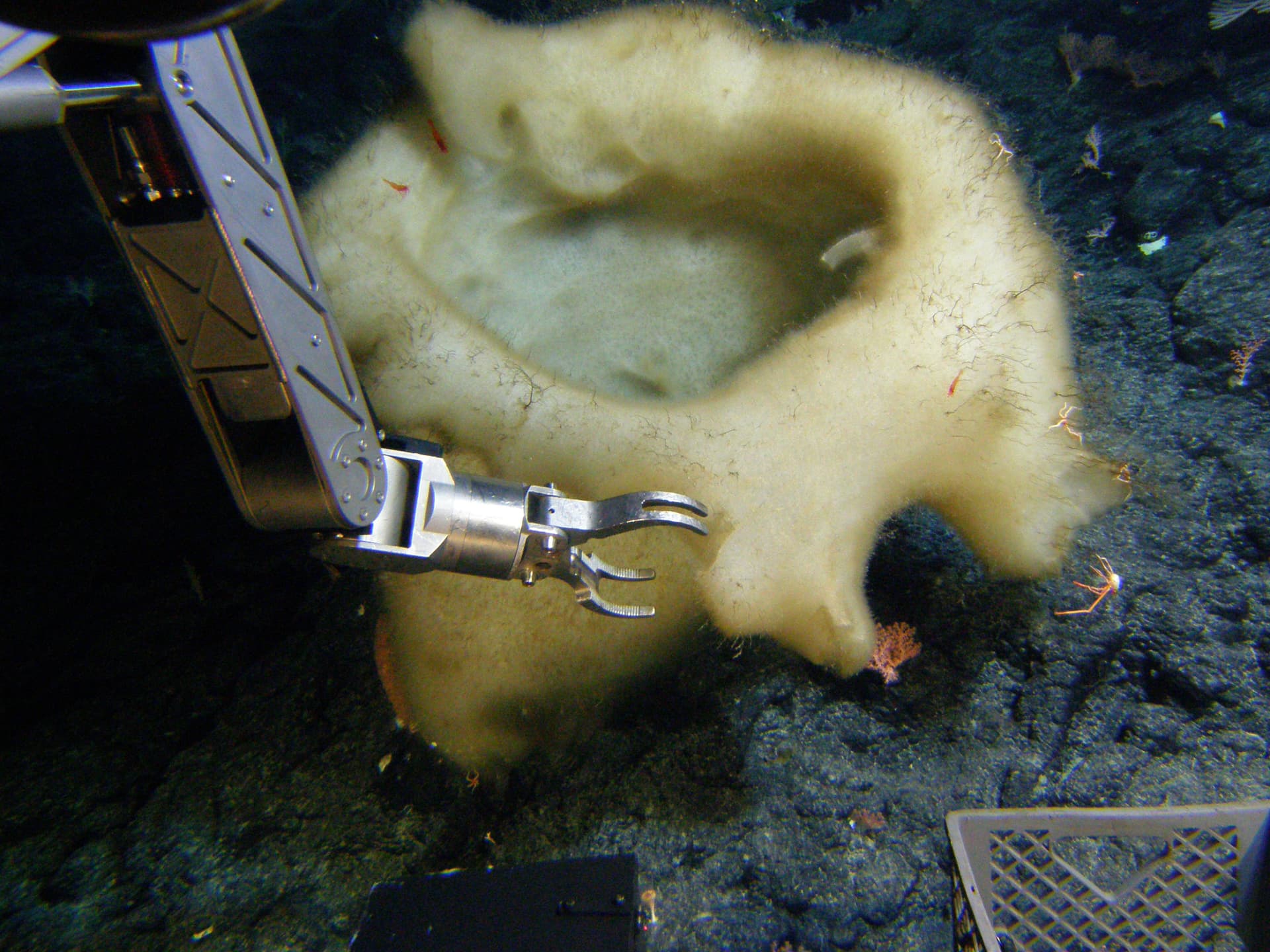 The submersible Pisces V collecting a cauldron sponge