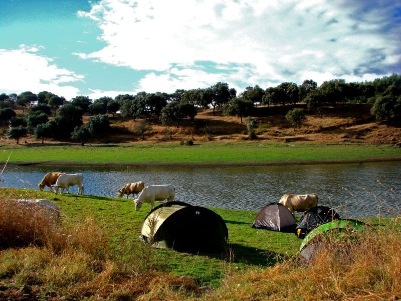 Cattle grazing beside the camping ground