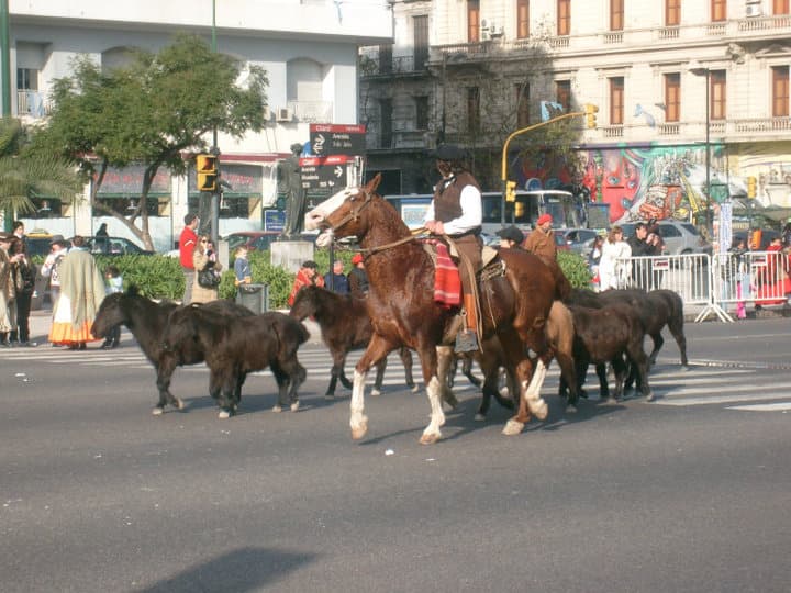 Horses in 9 de Julio