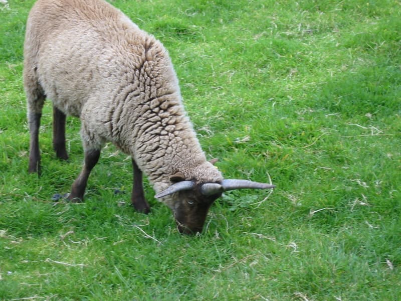 Man sheep.