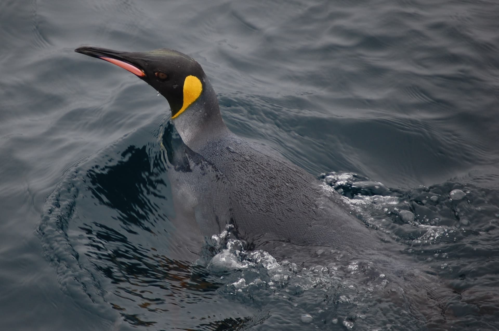 King penguin, Southern Ocean