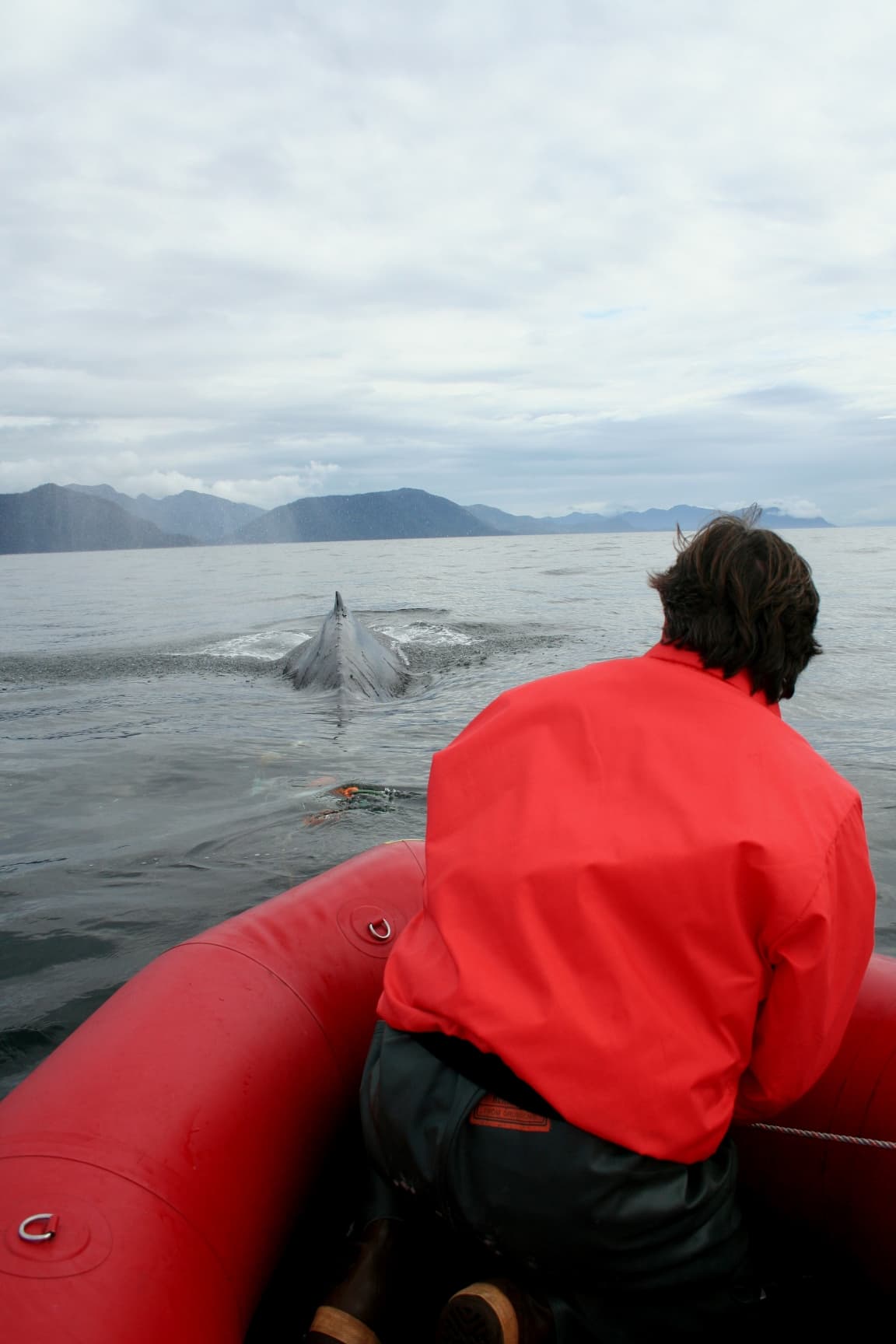 Freeing a humpback whale entangled in fishing gear
