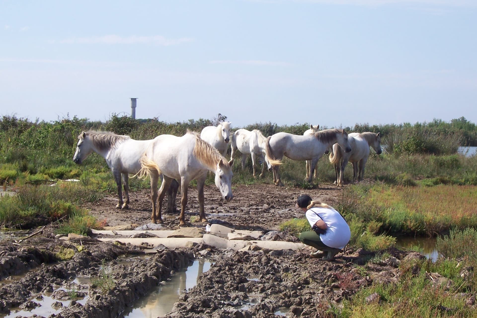 Camargue naturally approached