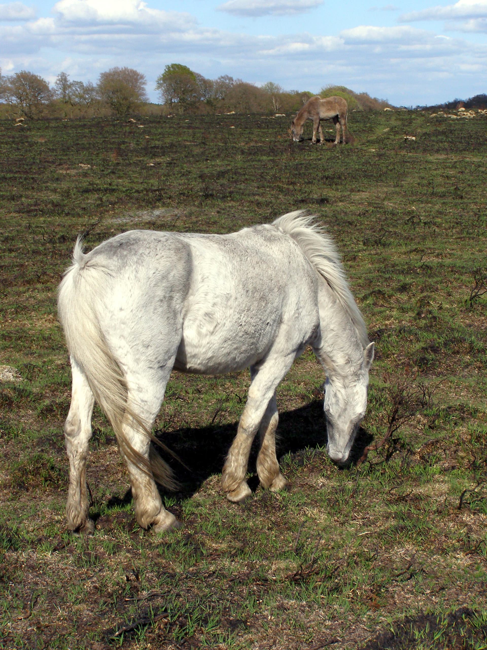 Pony grazing on yew tree heath