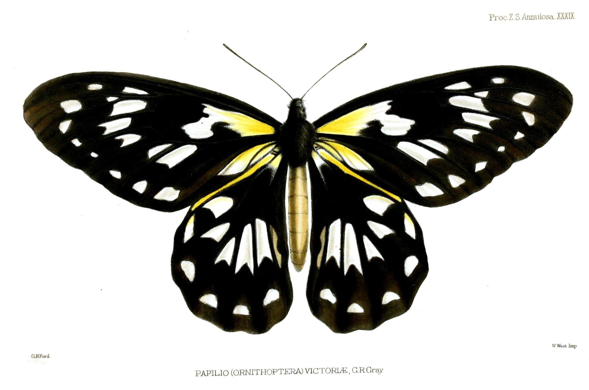 Queen Victoria's birdwing butterfly, female, Guadalcanal