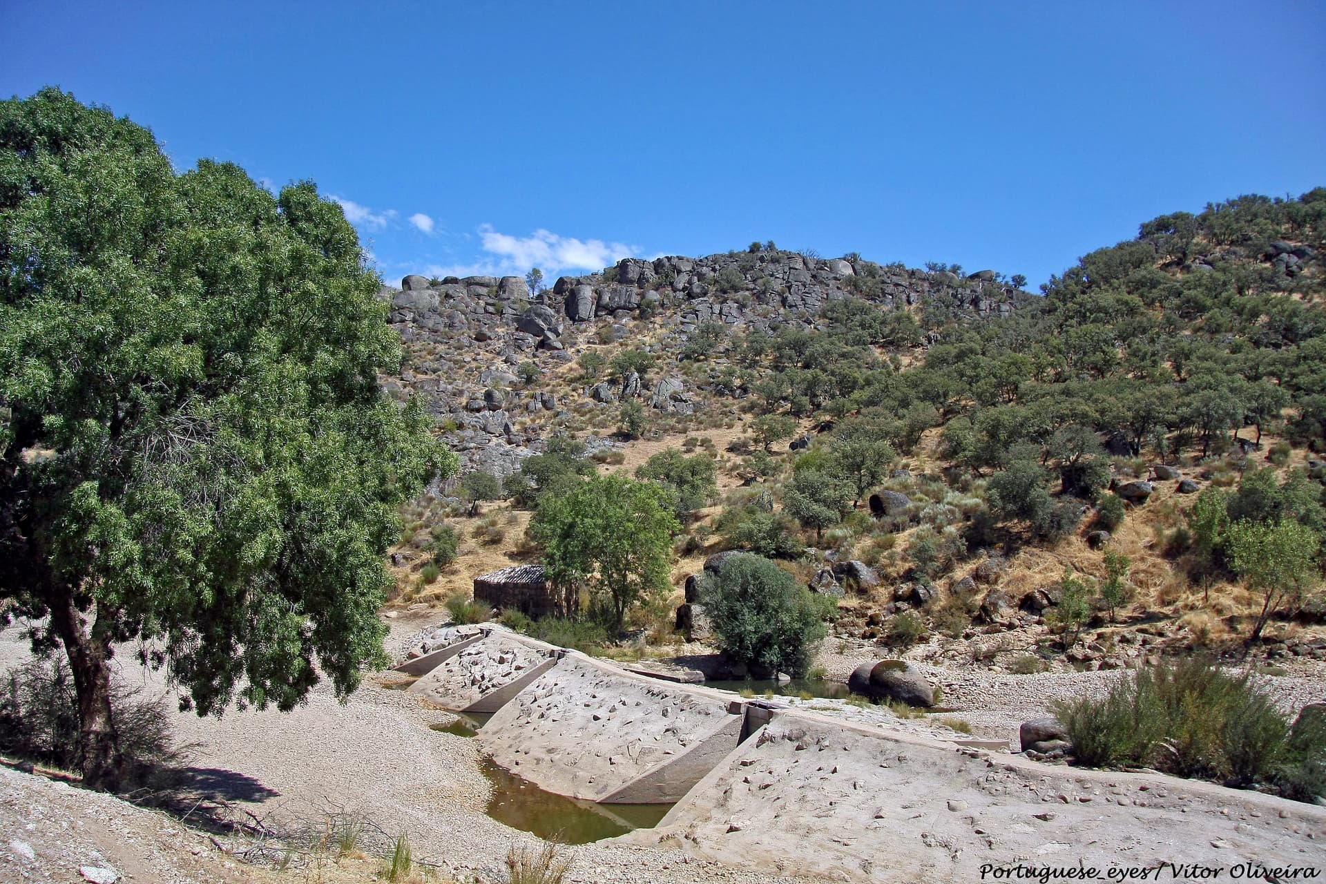 Cork oaks above the Erges river