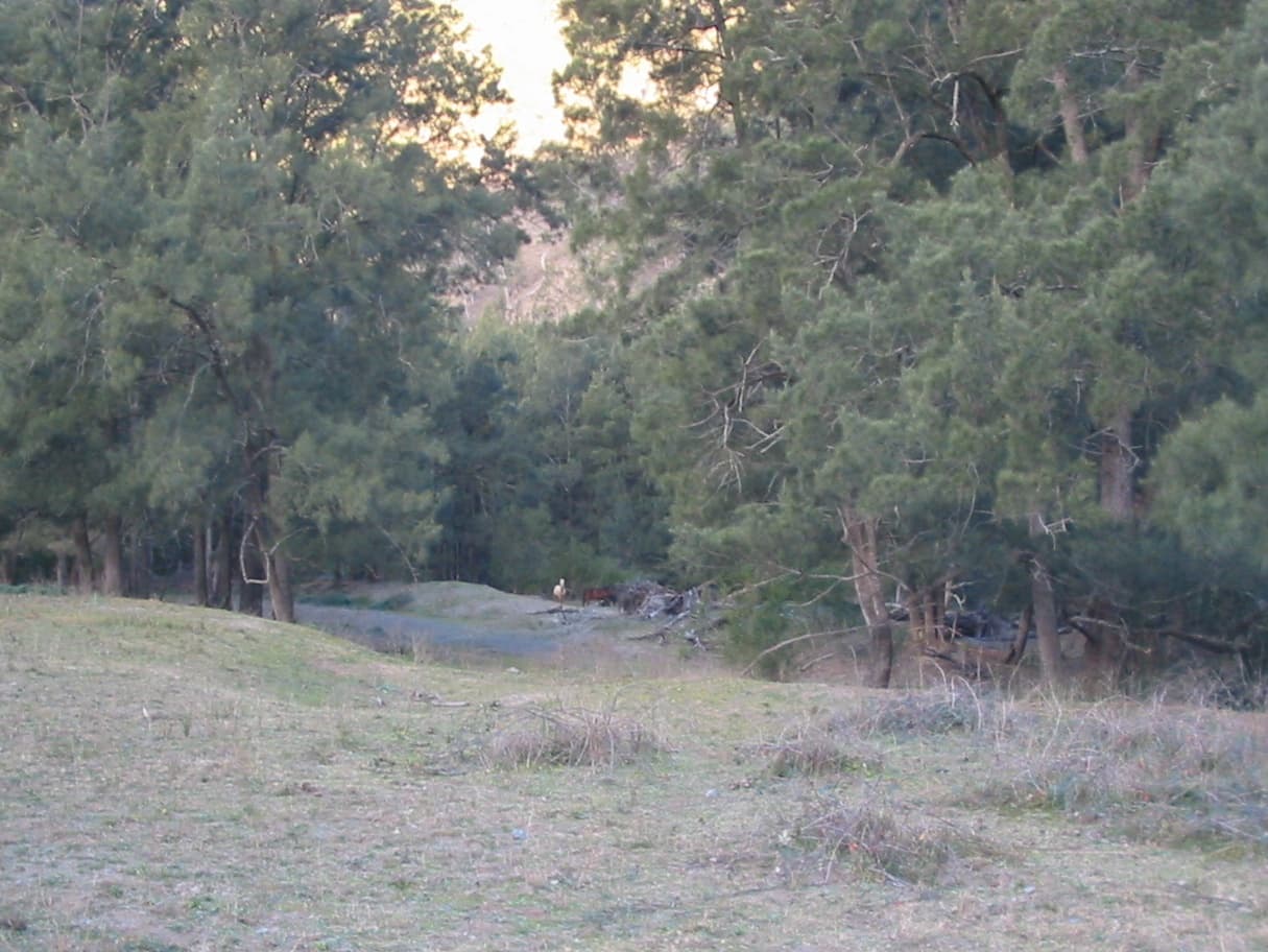 Casuarina cunninghamiana (River Oak, River Sheoak) and brumbies on the Macleay River, NSW