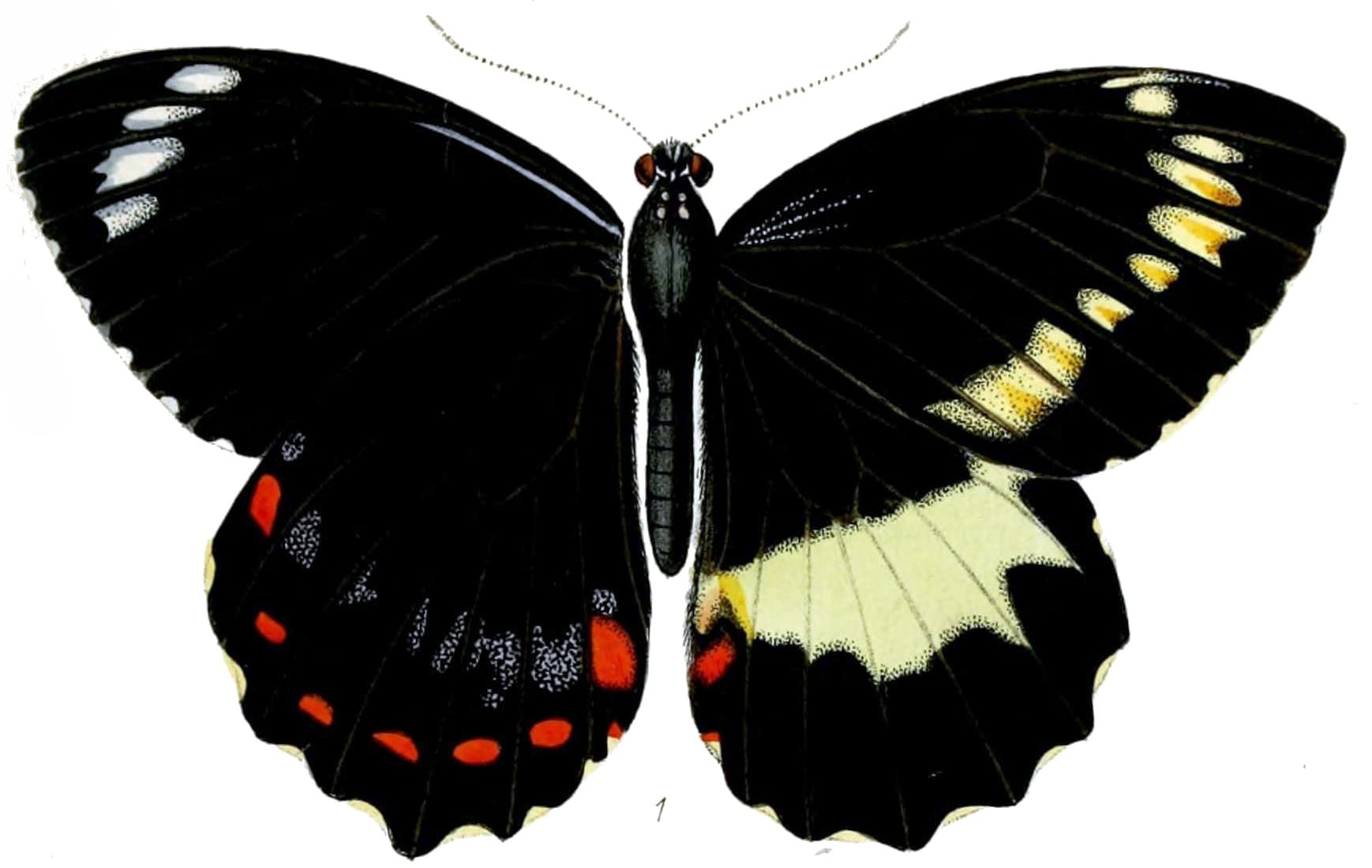 Female swallowtail butterfly from Ugi (Uki), Solomon Islands
