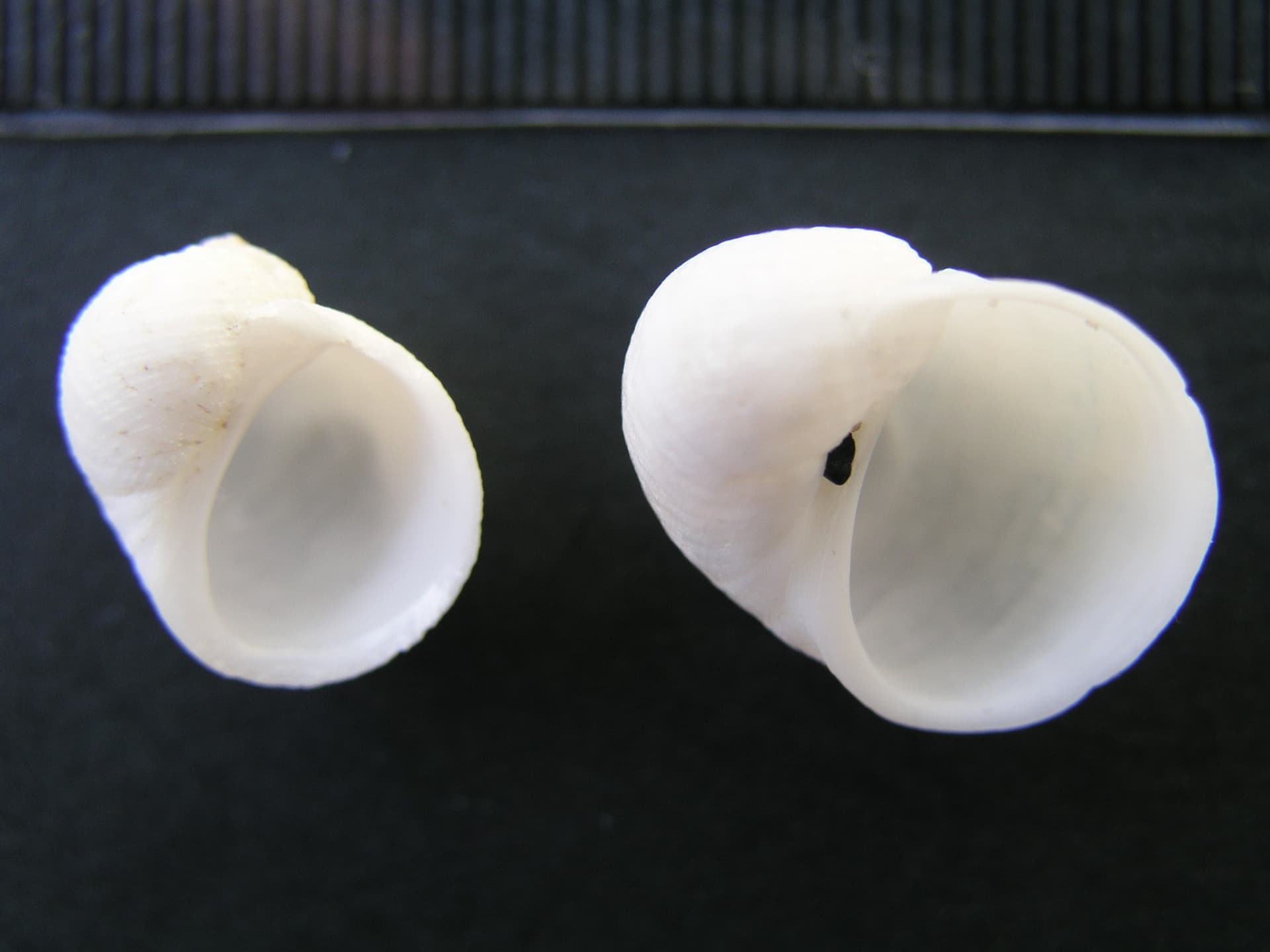 Vanikoro species 2