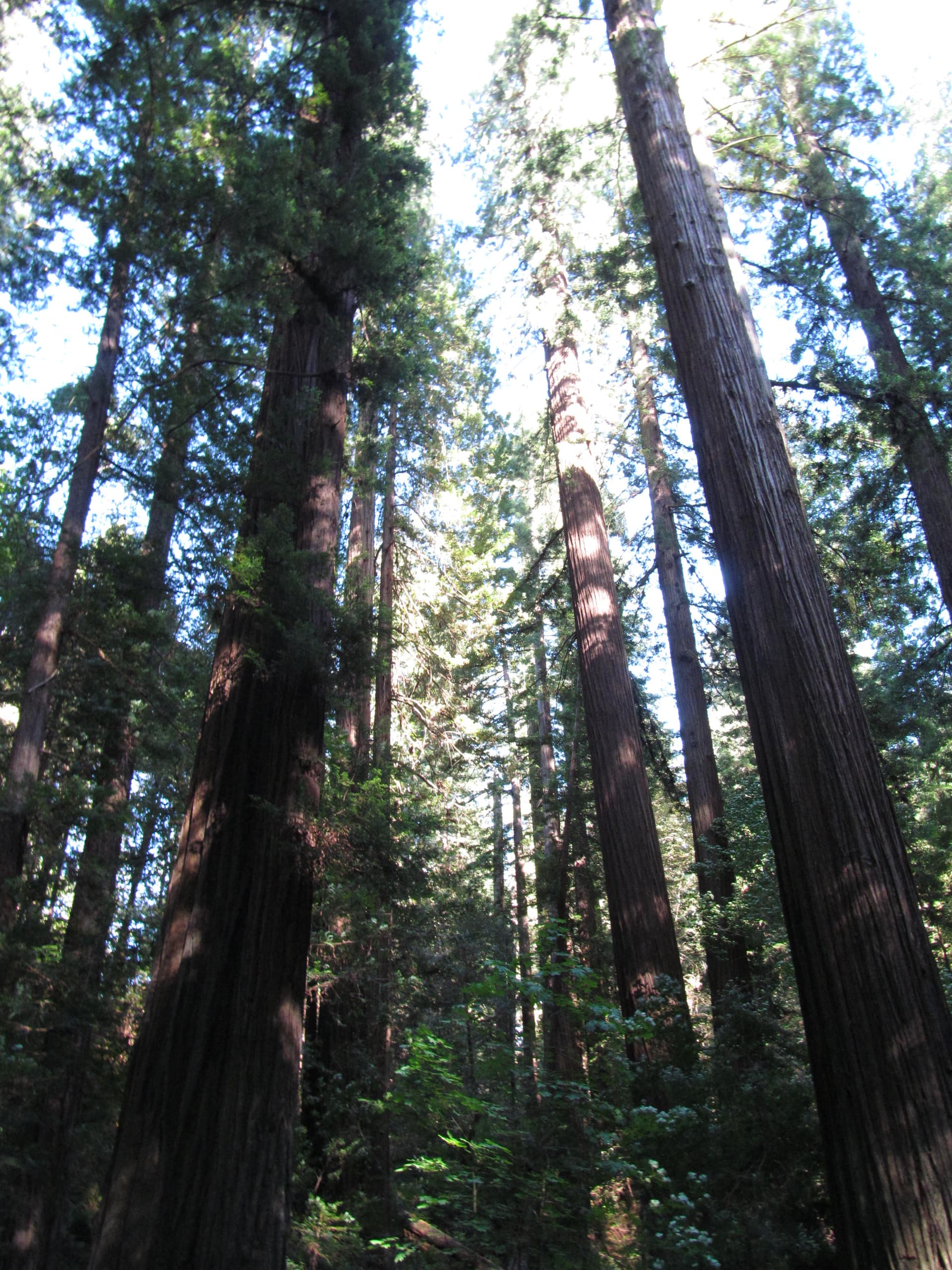 Avenue of the Giants