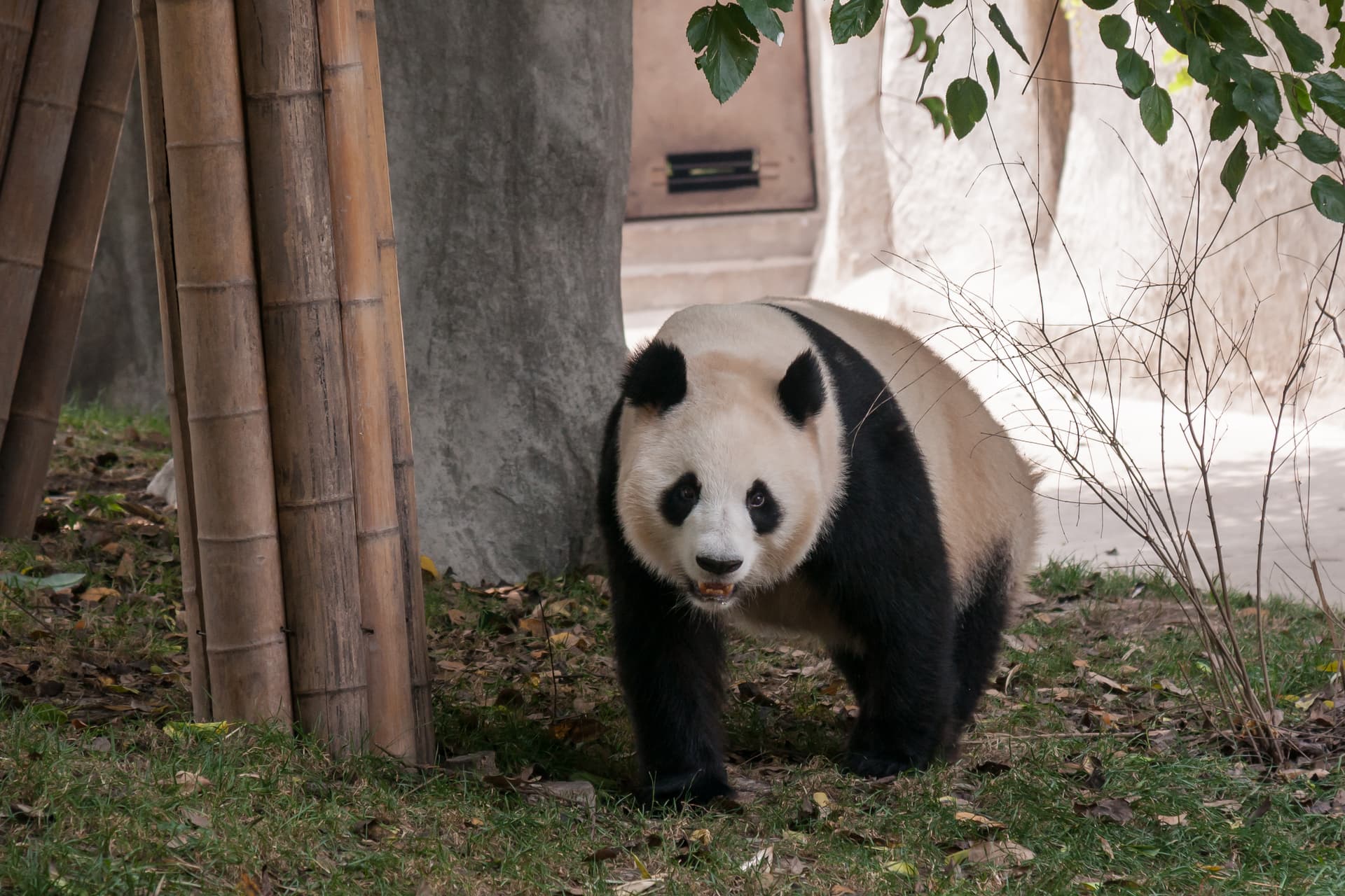 The Chengdu panda breeding base opens
