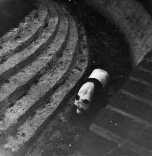 Chi-Chi arrives at London Zoo