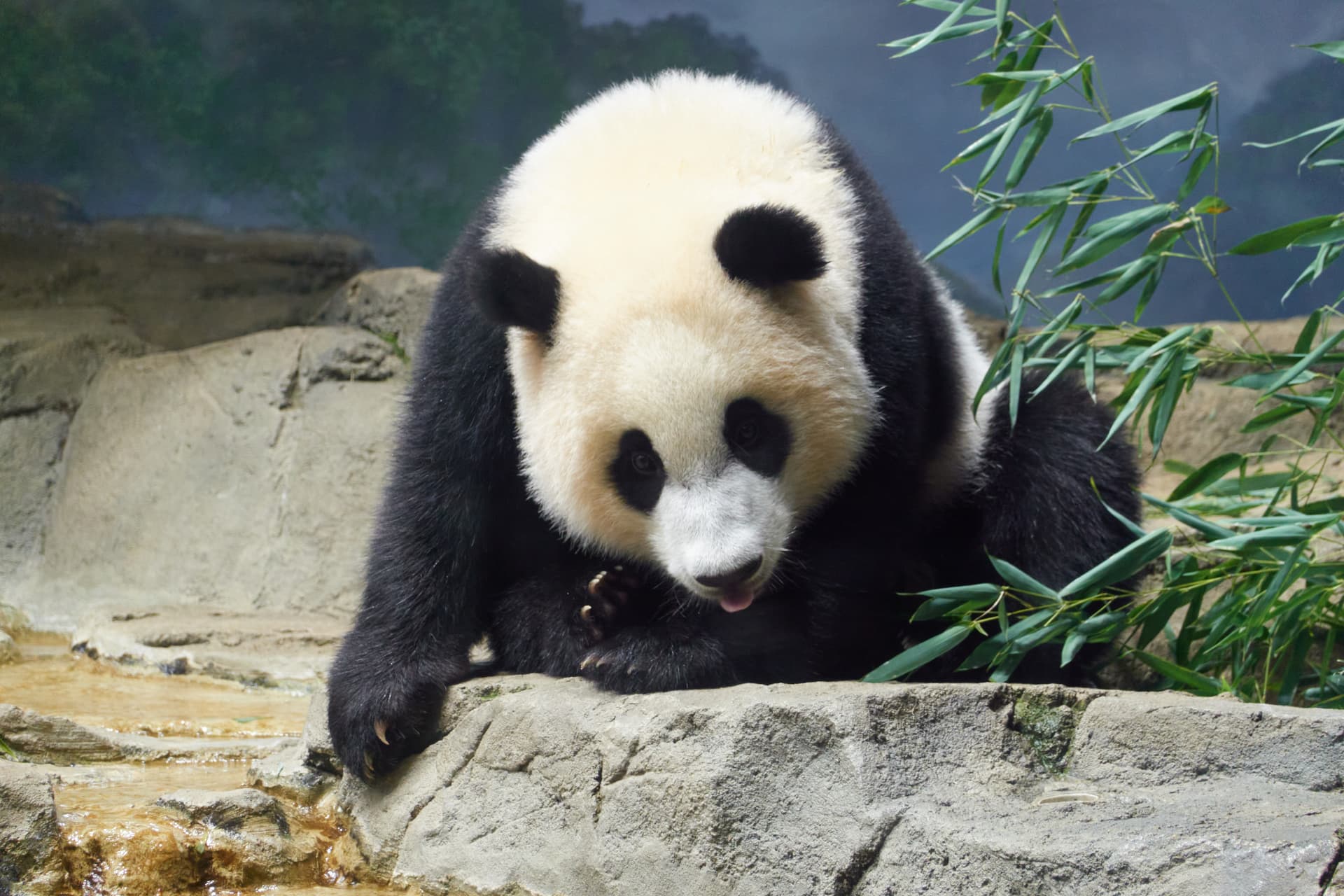 The pandas leave Washington