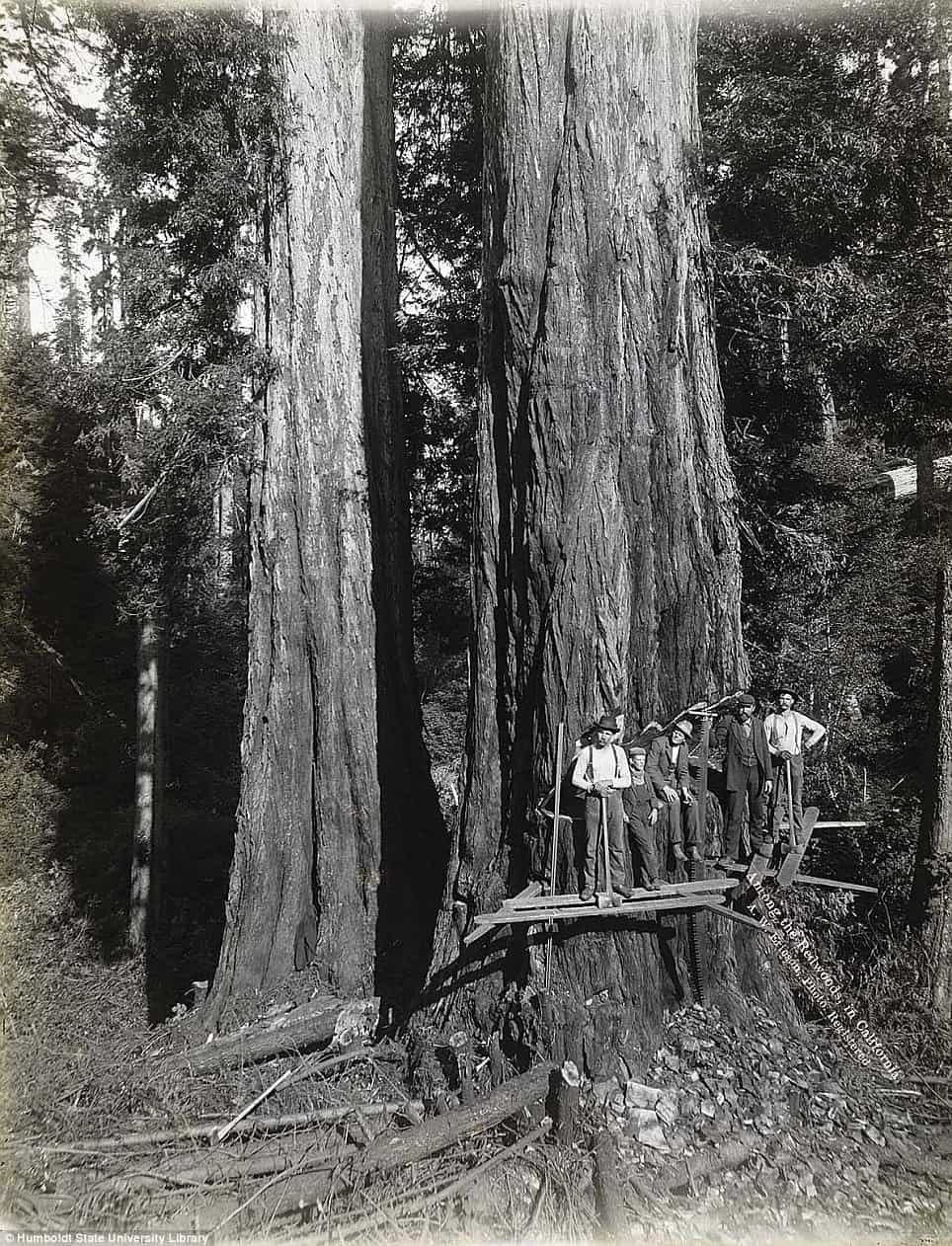 A century of redwood logging