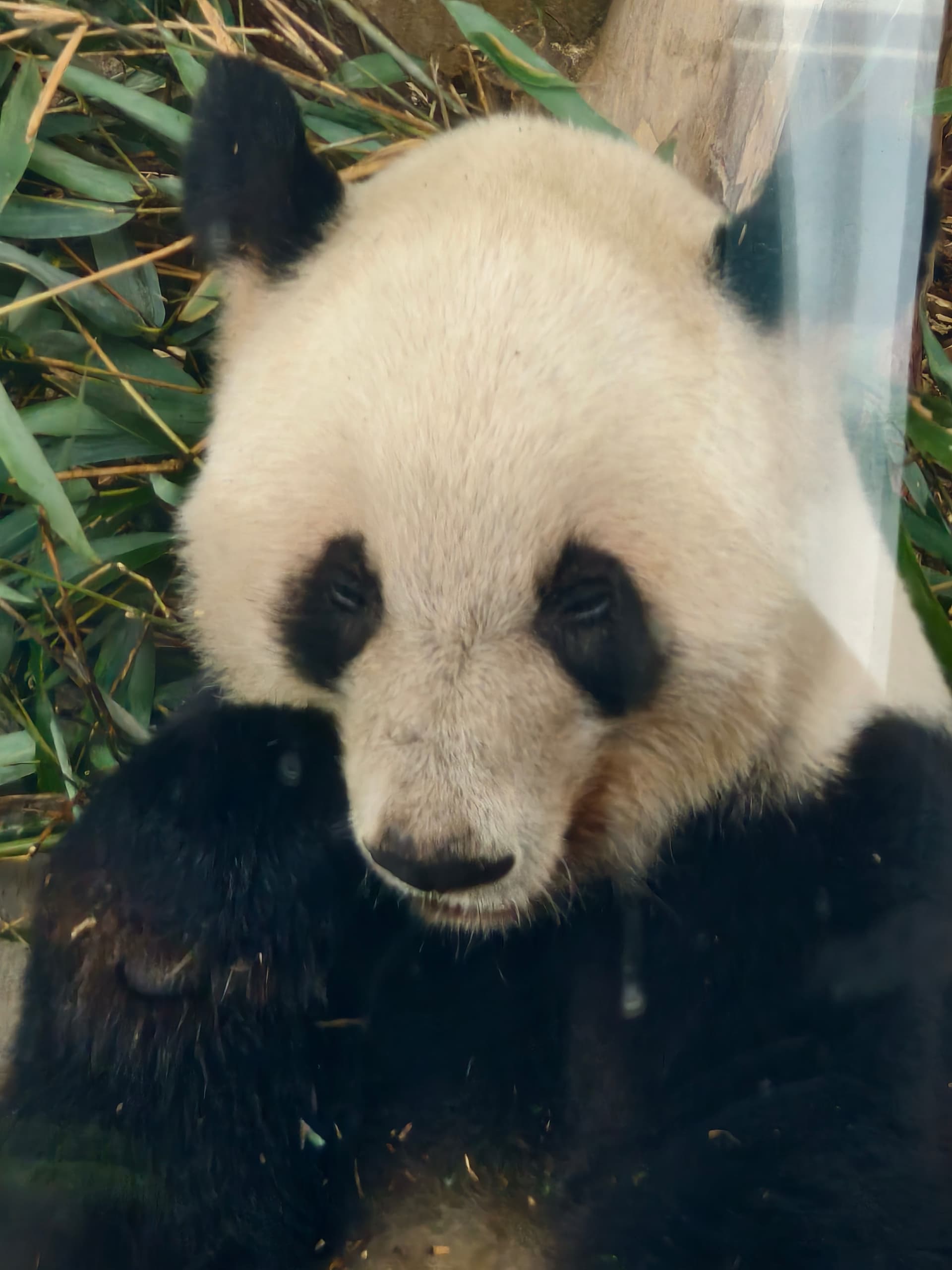 Downgraded from Endangered to Vulnerable