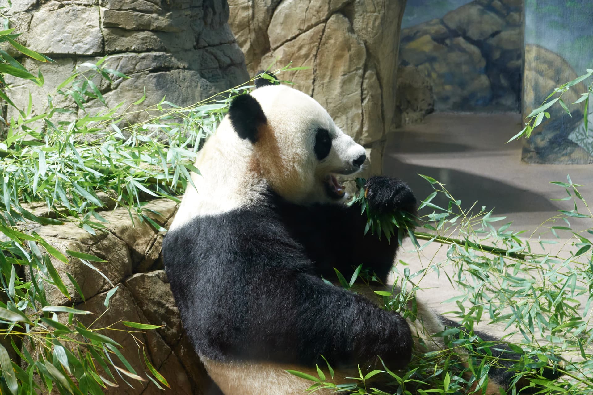 A new pair returns: Bao Li and Qing Bao