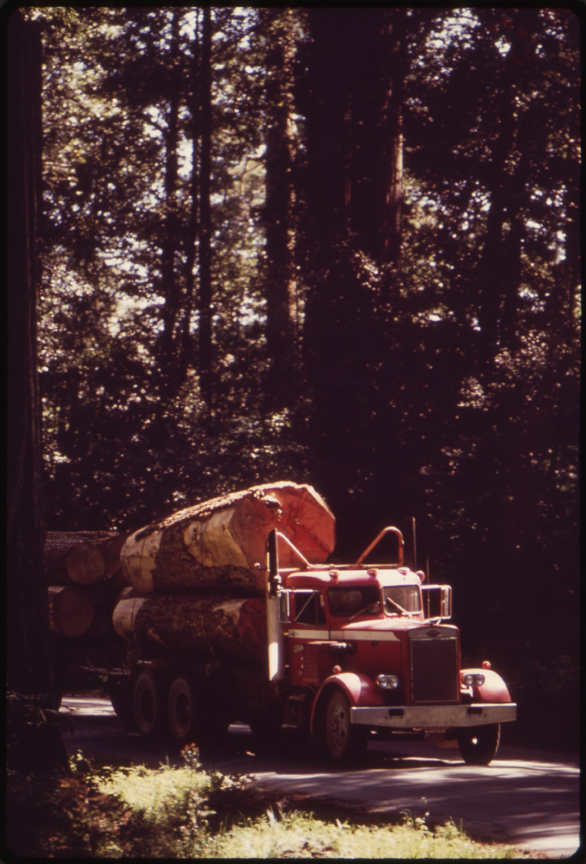Clear-cutting beside the giants