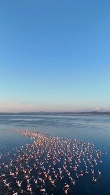Flamingot e Nartës 🇦🇱#albania