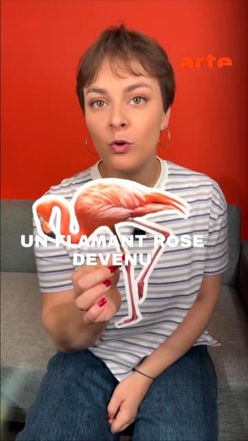Le flamant rose est devenu symbole de la lutte en Albanie.