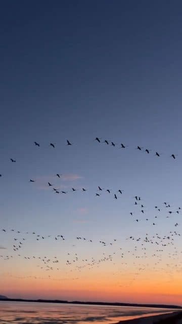 Pamje nga marshimi në protestën flamingove 😁 🦩