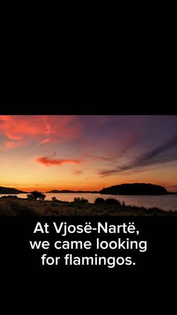 We came to Vjosë-Nartë looking for flamingos.Instead, we found the smaller lives that make place